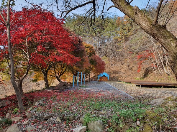 편안한 편백·소나무숲길 걸으며 군민 마음건강 챙겨(사진=보성군)