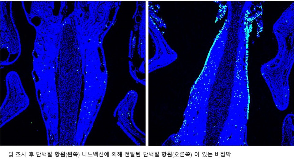 빛 조사 후 단백질 항원(왼쪽) 나노백신에 의해 전달된 단백질 항원(오른쪽) 이 있는 비점막(사진=선문대학교).