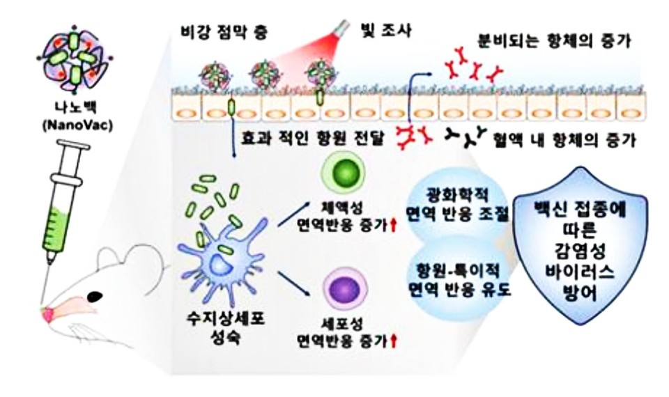 선문대 이충성 교수 등이 개발한 백신(나노백·NanoVac)의 접종이 지닌 효과적인 면역반응 유도를 통한 감염성 바이러스 방어 전략(사진=선문대학교).