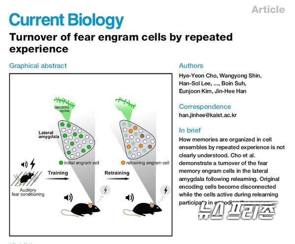 쥐 뇌에서 기억저장 뉴런(신경 세포)을 표지하고 추적, 관찰할 수 있는 기술을 이용해 같은 경험을 다시 할 때 원래 존재하던 오래된 기억 뉴런이 새로운 뉴런으로 교체됨을 규명한 카이스트 한진희 교수팀 연구는  셀 프레스(Cell Press) 그룹의 오픈 액세스(Open-access) 학술지 커런트 바이올로지(Current Biology)에 10월 22일 게재됐다.(자료=커런트 바이올로지·카이스트 한진희 교수팀