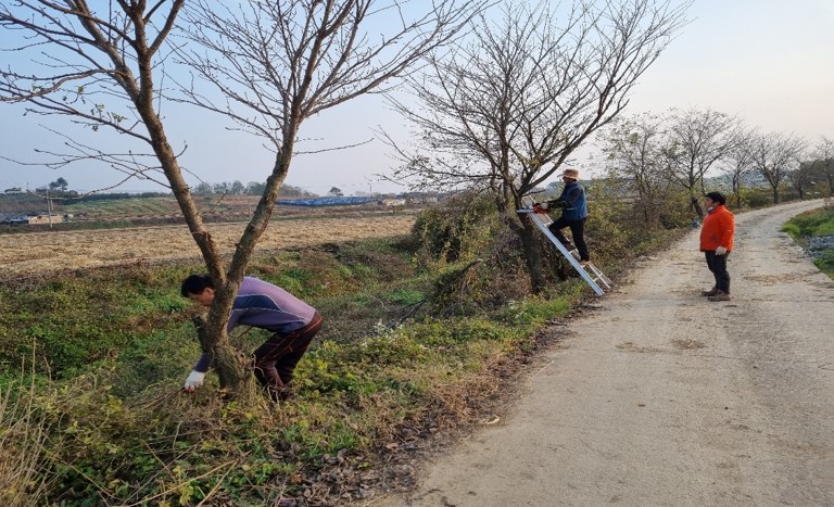 충남 예산군이 안전하고 깨끗한 가로경관 조성을 위해 가로수를 일제 정비한다.(사진=예산군청)