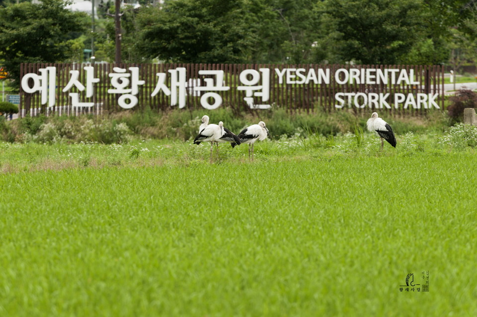 황새공원 주변의 야생 황새(사진=김경희 작가)