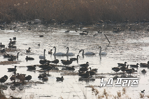 낙동강 하구를 찾아온 겨울 철새.부산시 낙동강하구에코센터