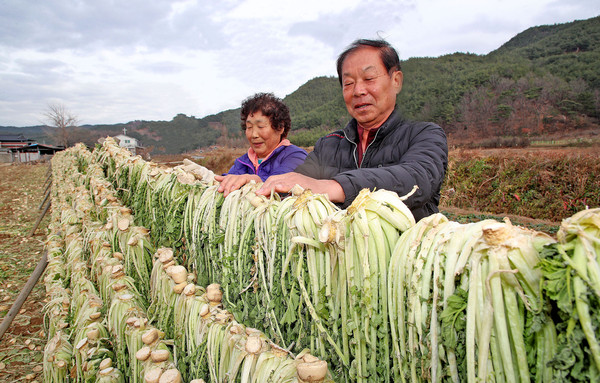 산청 시래기 말리기 단성면 묵하마을 이형석 유필순 부부    산청군