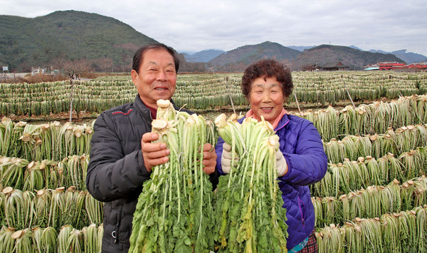 산청 시래기 말리기 단성면 묵하마을 이형석 유필순 부부   산청군